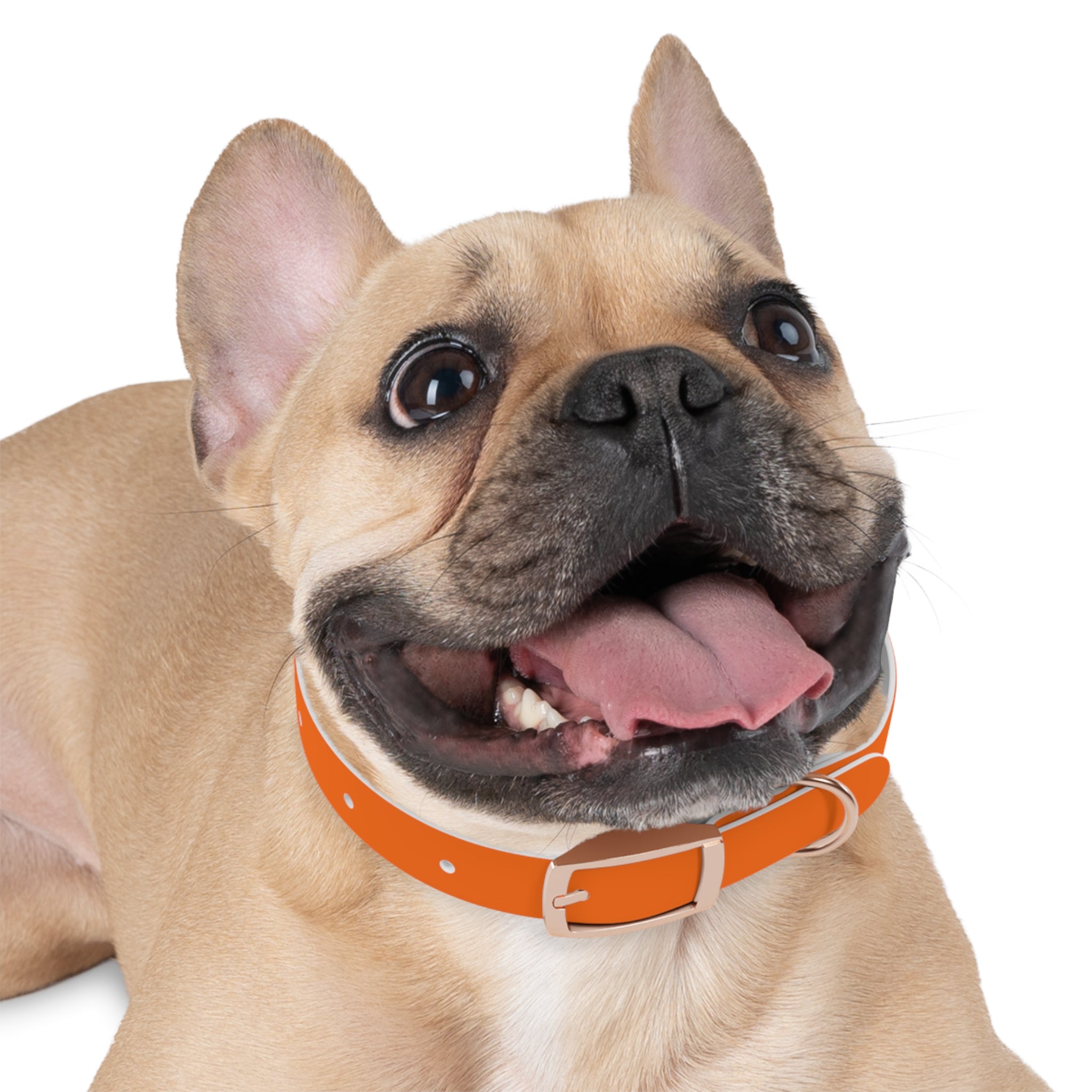 Adjustable Dog Collar | Paw Print | Orange
