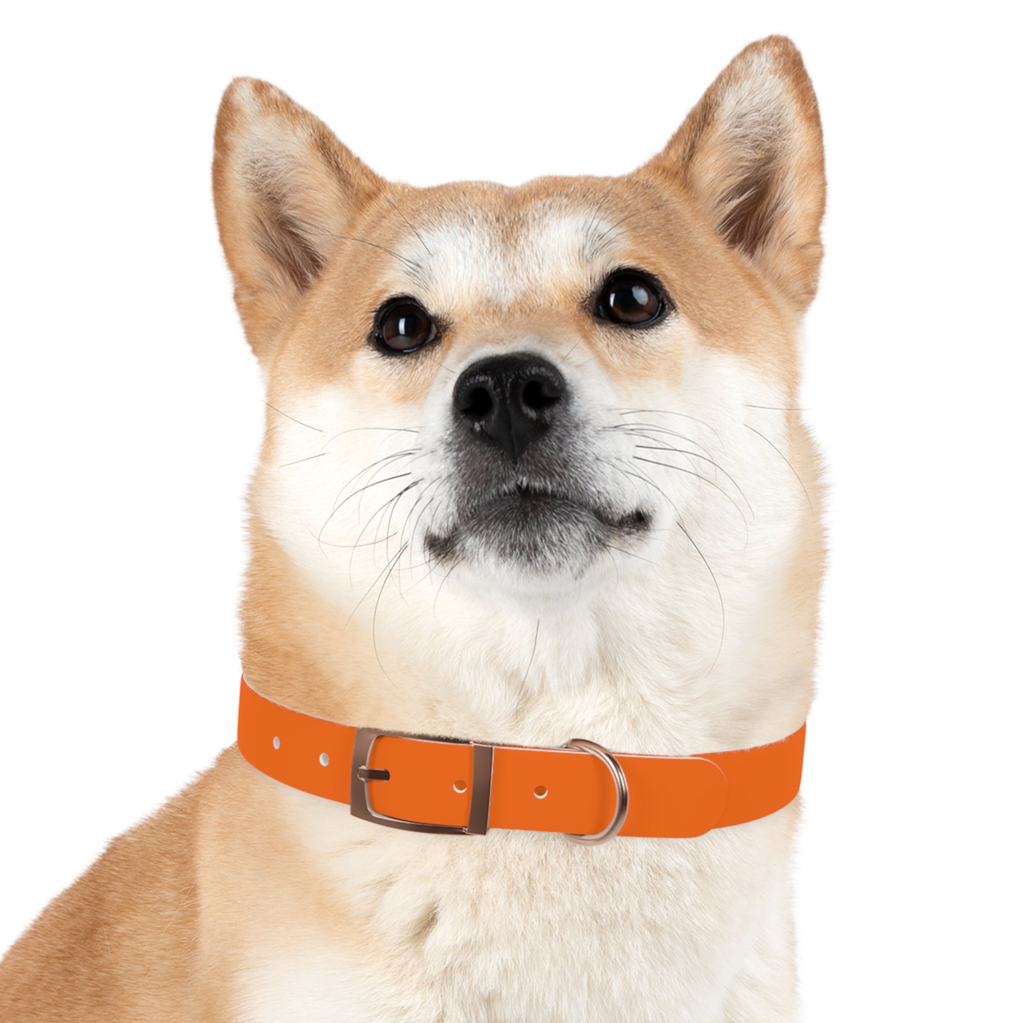 Adjustable Dog Collar | Paw Print | Orange
