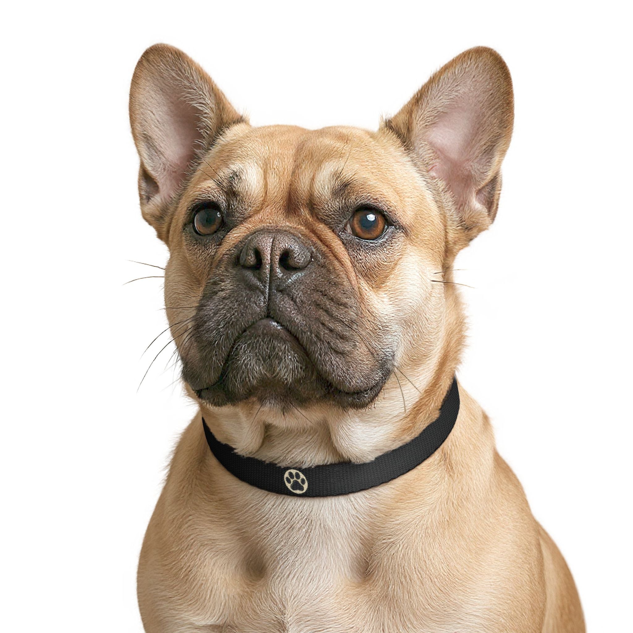 Adjustable Dog Collar | Paw Print | Black