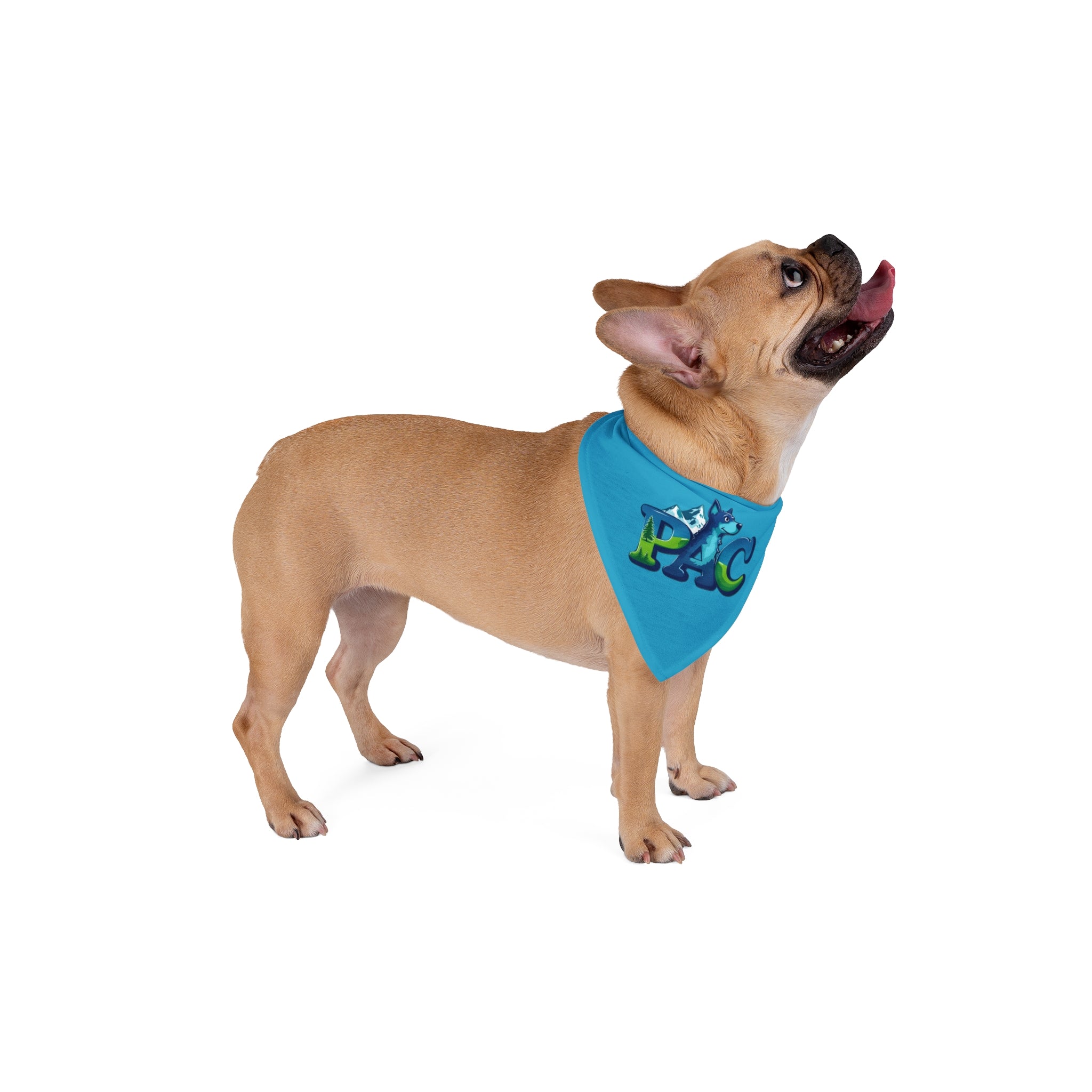 PAC | Dog Bandana | Turquoise