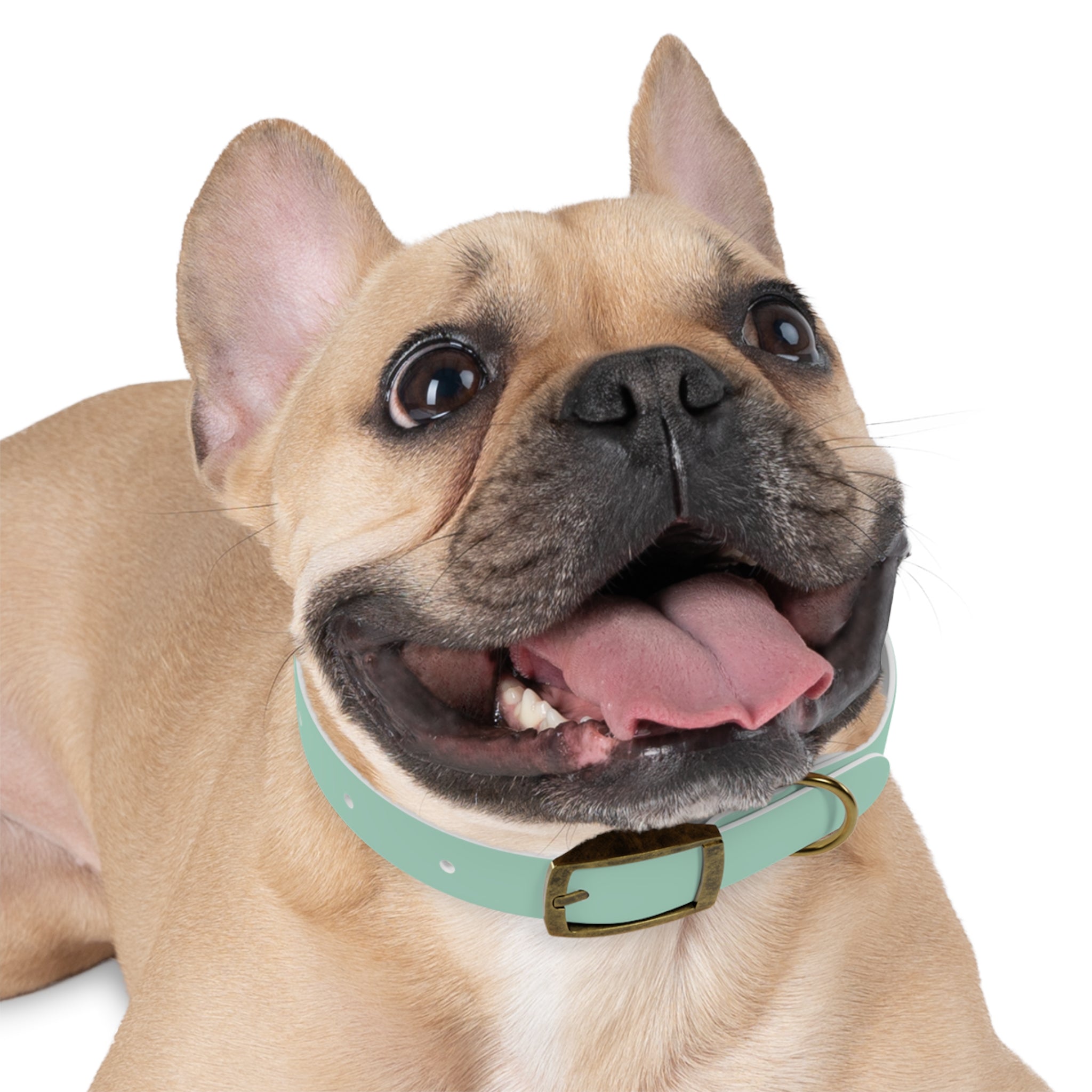 Waterproof Dog Collar | Mint