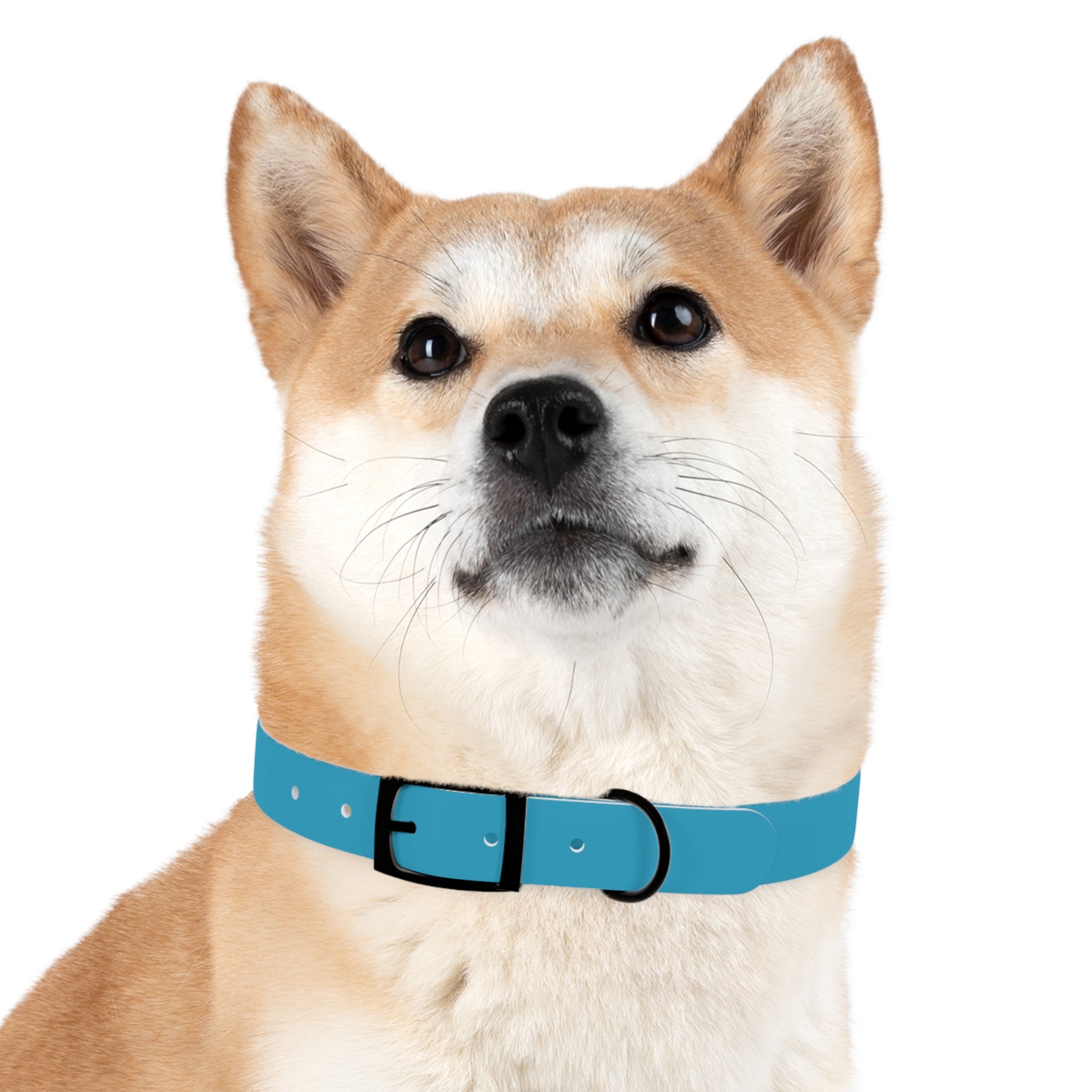 Waterproof Dog Collar | Turquoise