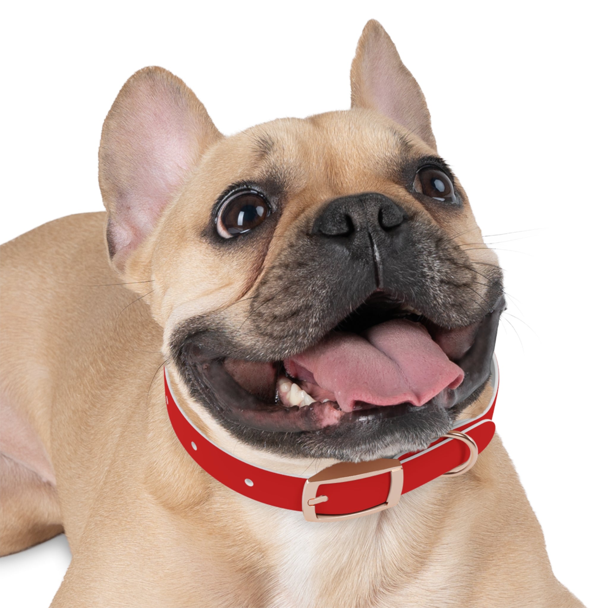 Waterproof Dog Collar | Red
