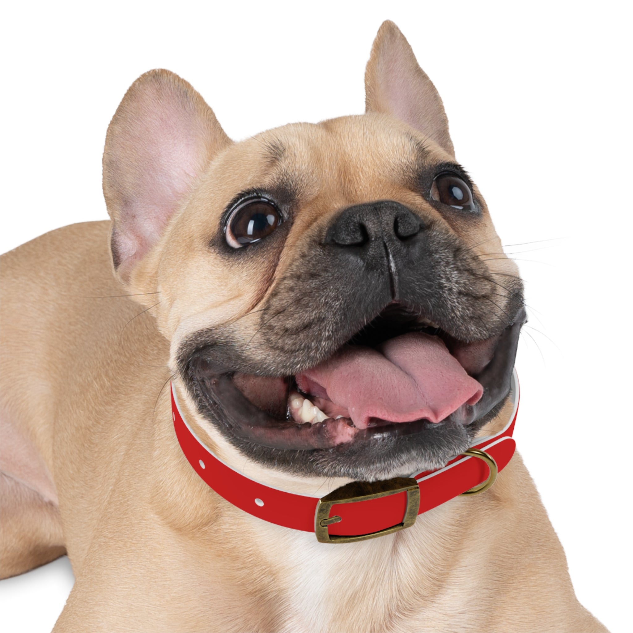 Waterproof Dog Collar | Red
