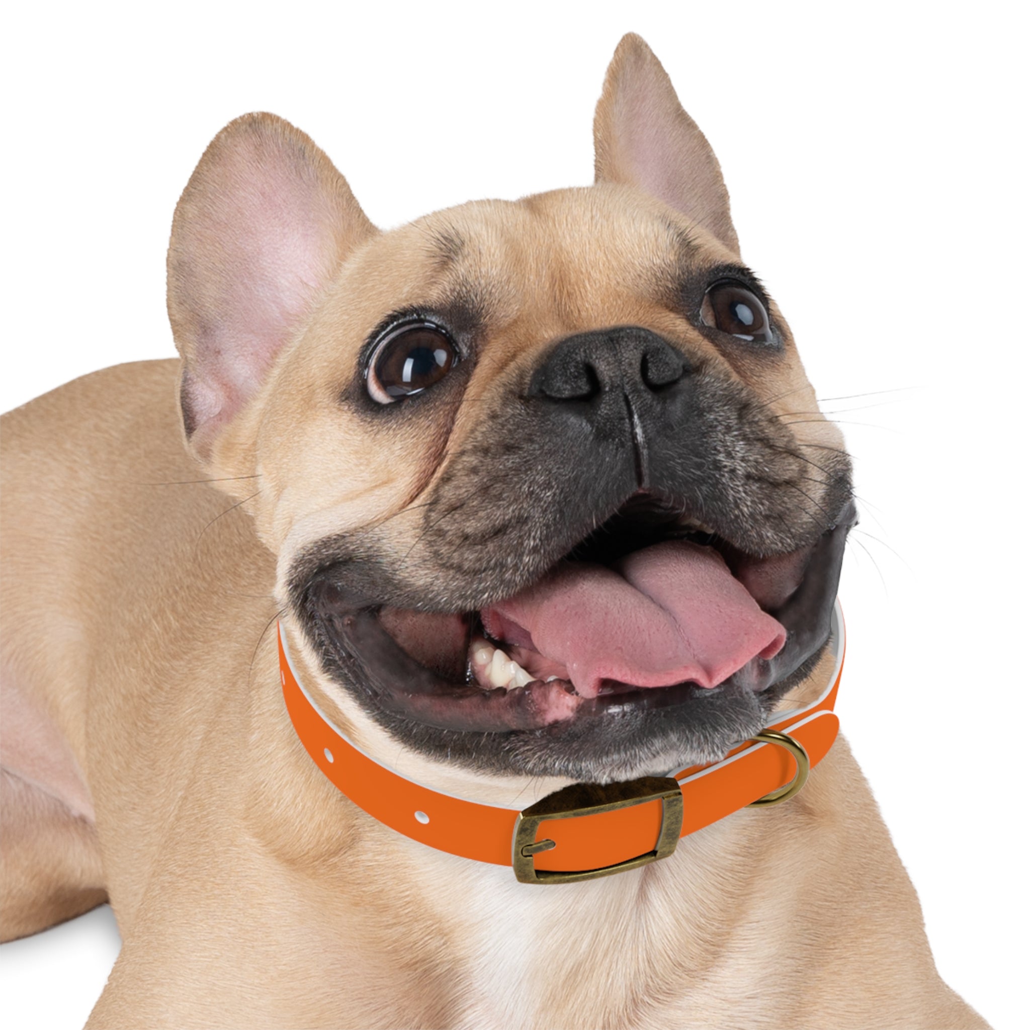 Adjustable Dog Collar | Paw Print | Orange