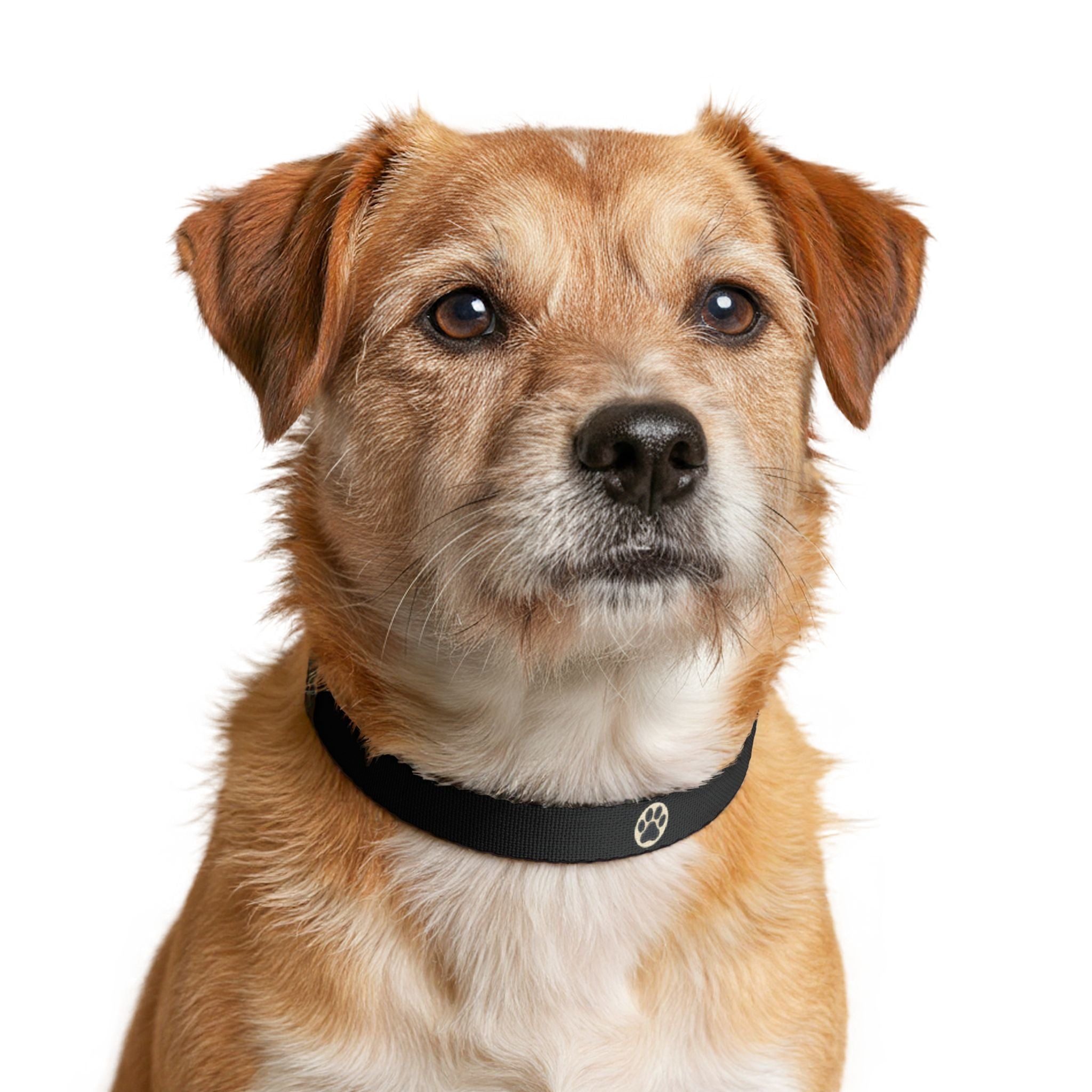 Adjustable Dog Collar | Paw Print | Black