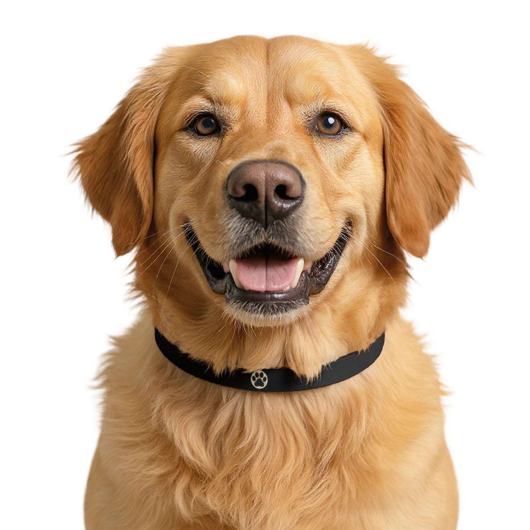 Adjustable Dog Collar | Paw Print | Black