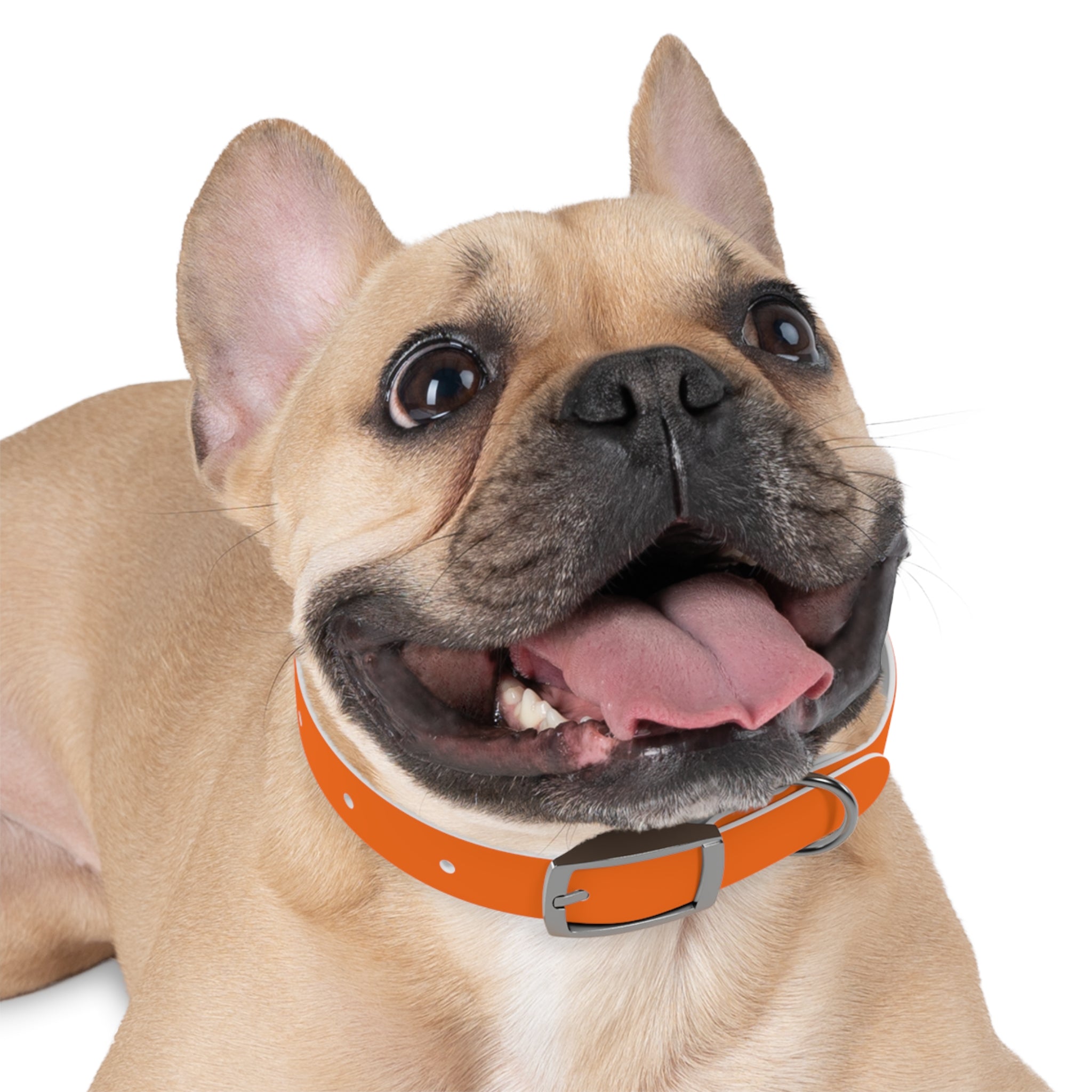 Adjustable Dog Collar | Paw Print | Orange