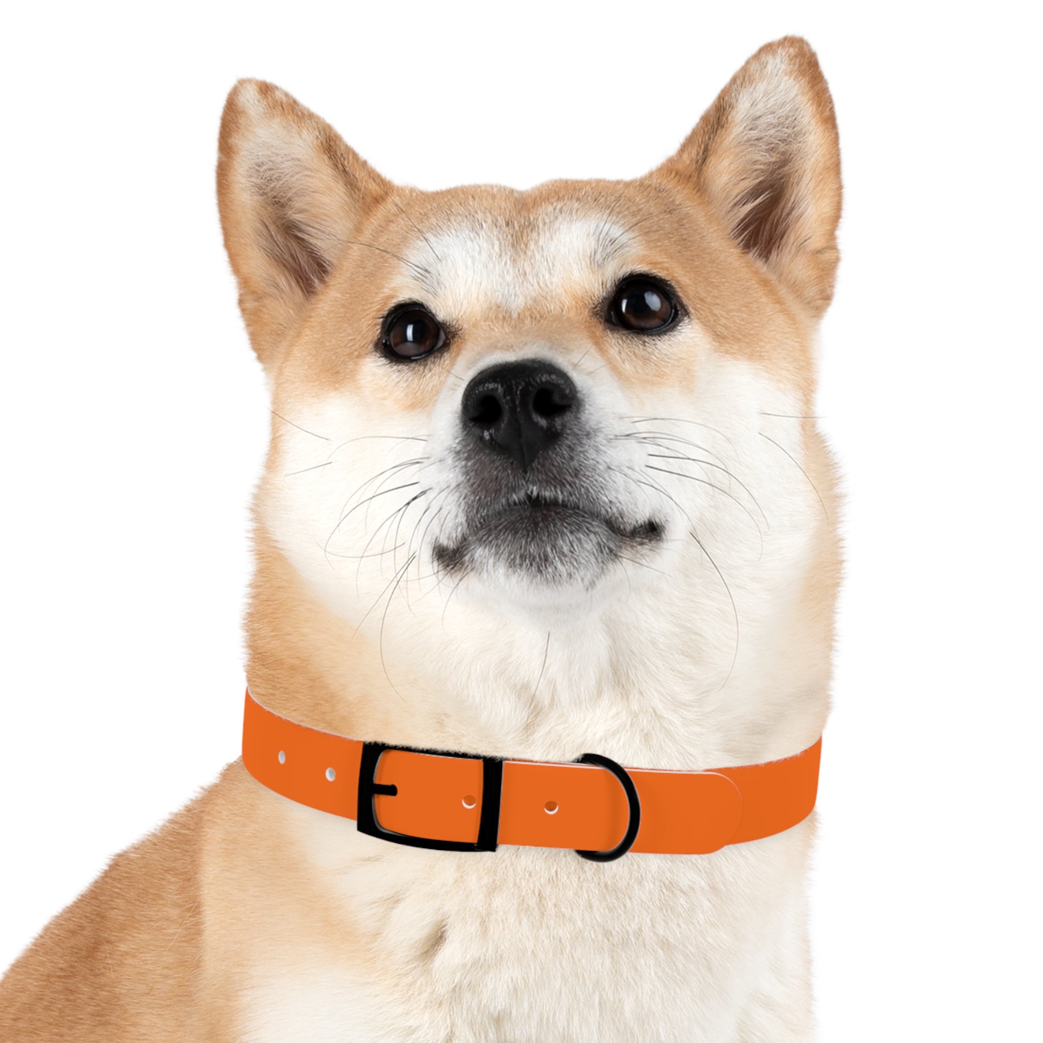Adjustable Dog Collar | Paw Print | Orange