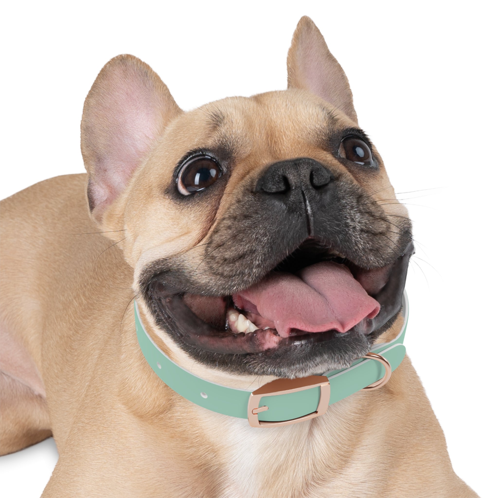 Waterproof Dog Collar | Mint