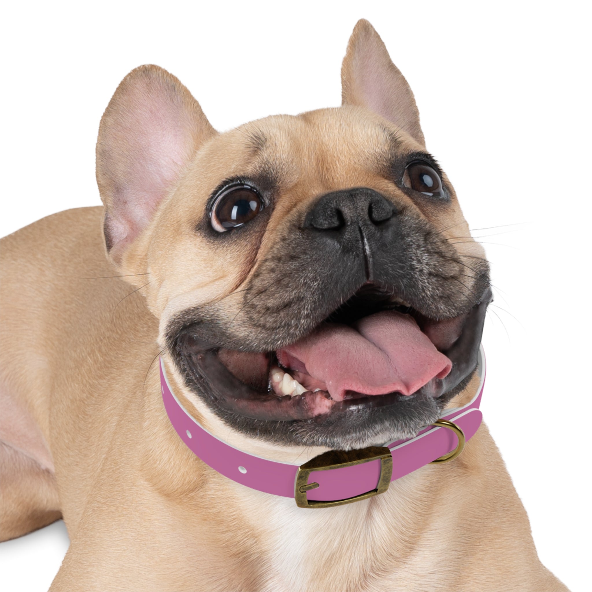 Waterproof Dog Collar | Pink