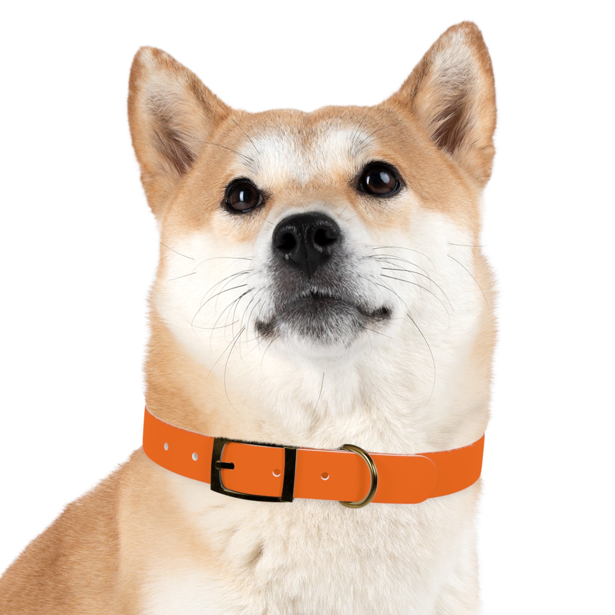 Adjustable Dog Collar | Paw Print | Orange