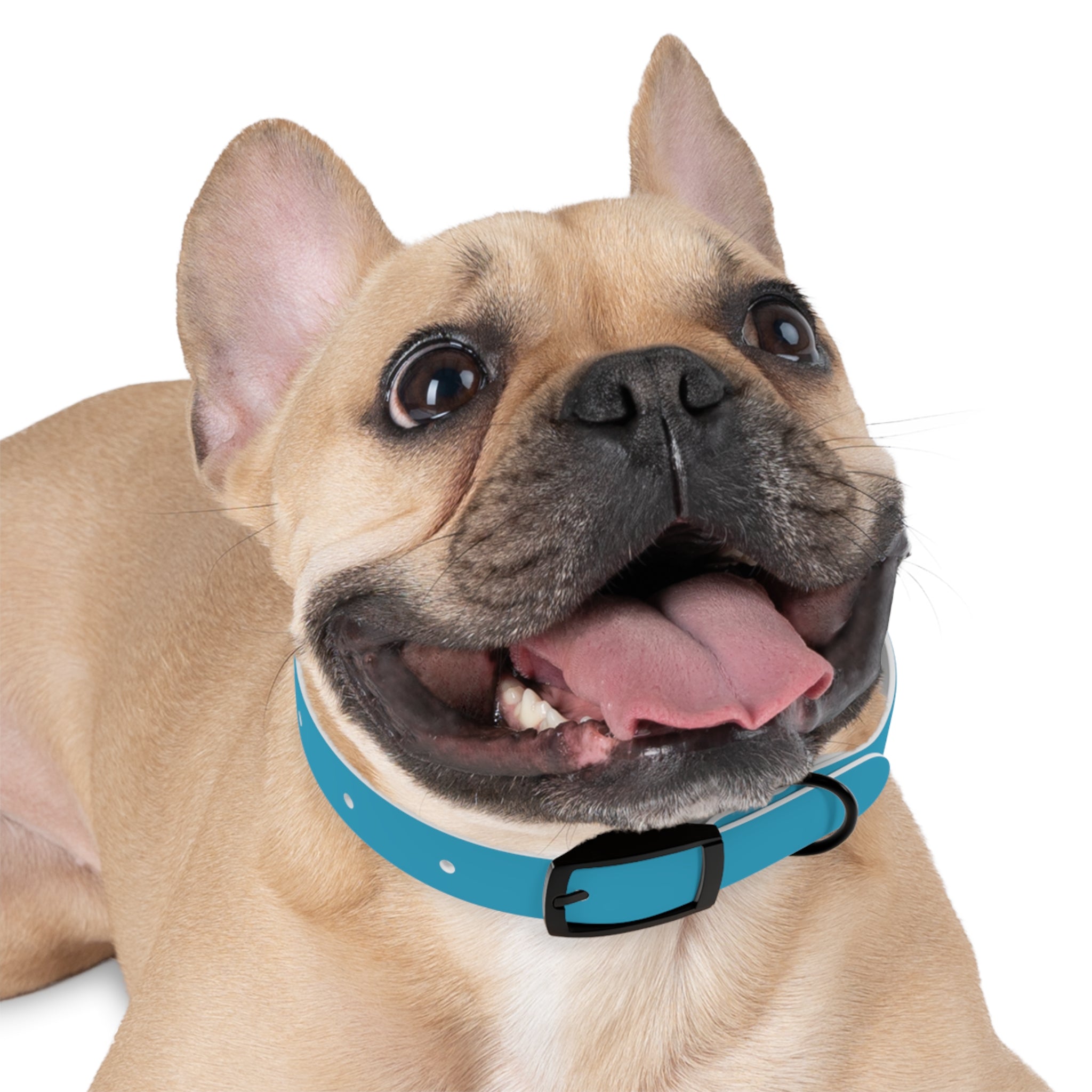 Waterproof Dog Collar | Turquoise